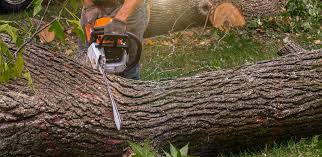 How Our Tree Care Process Works  in  Fairview Park, IN