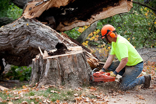 Professional Tree Care  in Fairview Park, IN